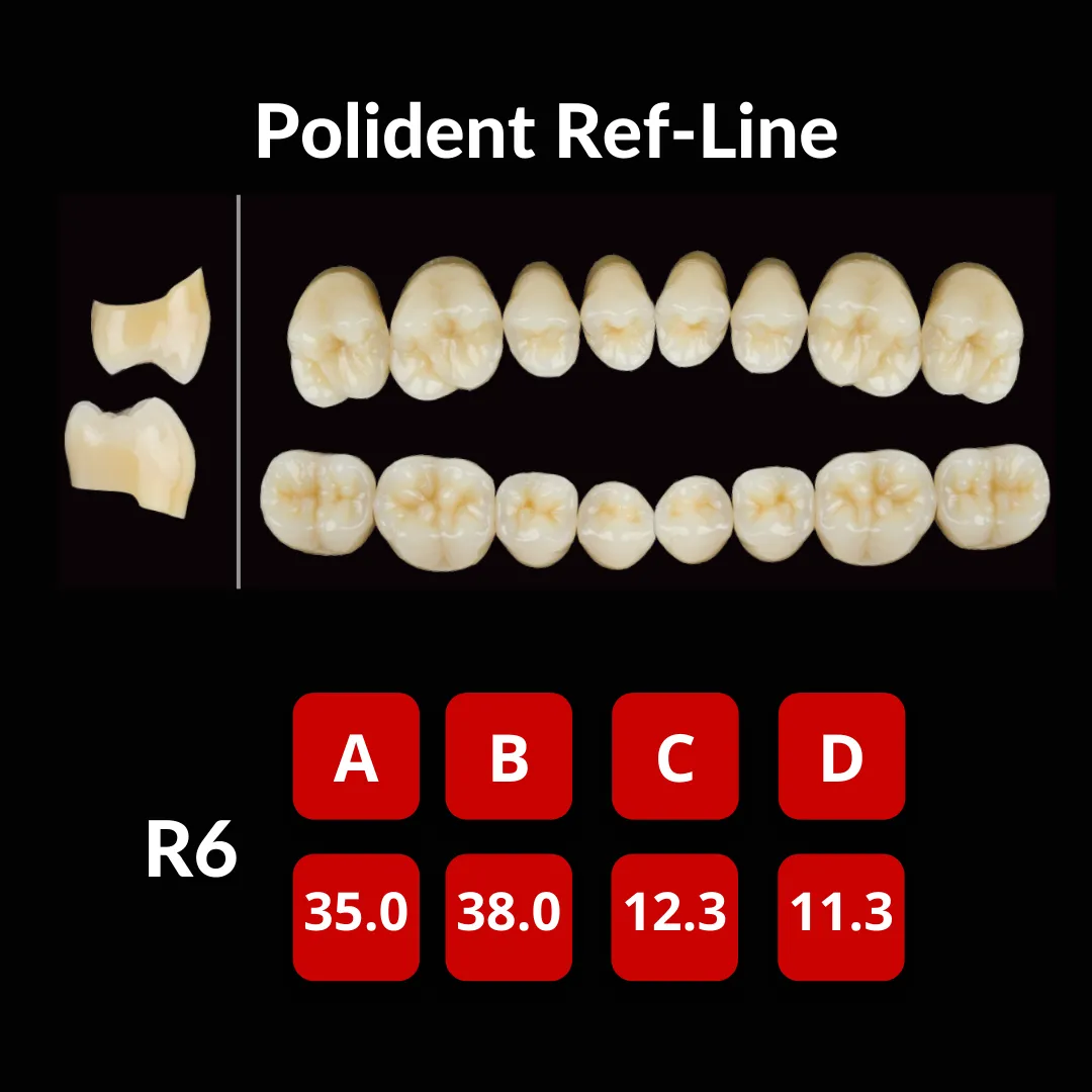 Polident Ref-Line Artificial Teeth Shade C4