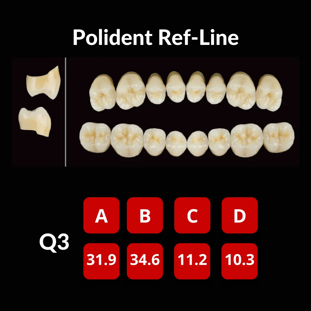 Polident Ref-Line Artificial Teeth Shade C4